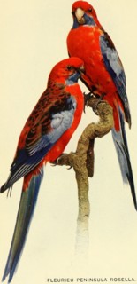 Historical Bird Illustrations - FLEURIEU PENINSULA ROSELLA. Platycercus elegans fleurieuensis ca. 1901