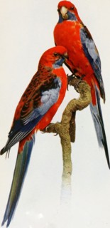 Historical Bird Illustrations - FLEURIEU PENINSULA ROSELLA. Platycercus elegans fleurieuensis ca. 1901