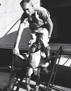 Ham, a three-year-old chimpanzee, in the spacesuit he would wear for the second Mercury- Redstone (MR-2) suborbital test flight in January, 1961.