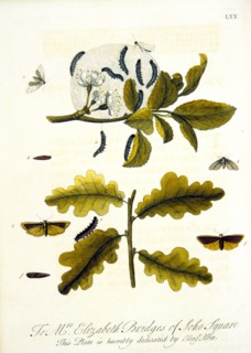 Lifecycle of the ermine moth ca. 1720