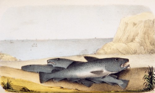 Gadus morrhua: Common cod ca. 1853