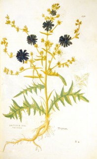 Intubum syluestre Wegwart ca. 1542