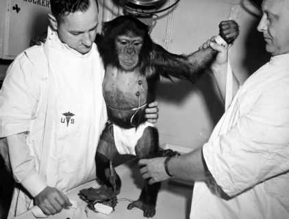 (31 Jan. 1961) Chimpanzee 'Ham' with bio-sensors attached to his body is readied by handlers for his trip in the Mercury-Redstone 2 (MR-2) spacecraft.