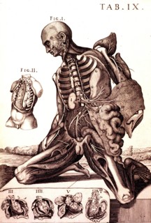 Anatomy of the human male ca. 1741