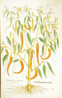 Siliquastrum tertium / Langer Indianischer Pfeffer ca. 1542
