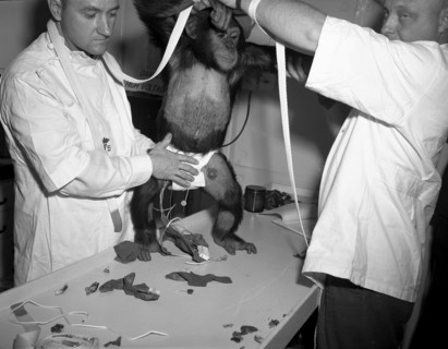 Chimpanzee 'Ham' being assisted into 'spacesuit' prior to the Mercury-Redstone 2 (MR-2) test flight which was conducted on Jan. 31, 1961.