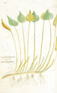 Hydropiper rubeum / Rot Wasserpfeffer ca. 1542