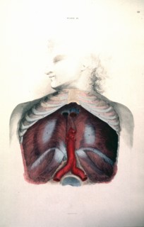 Cross-section of the organs of the human chest cavity ca. 1822-1826