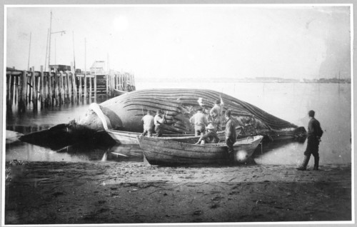 Cutting up a blue whale 1900-1930 Alaska