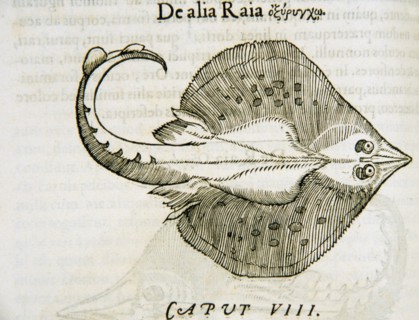 De alia raia ca. 1554
