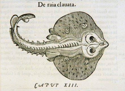 De raia clauata ca. 1554