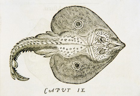 De raia oculata & laeui ca. 1554 - De raia oculata et laeui