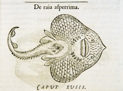 De raia asperrima ca. 1554