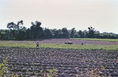 Traditional farm workers / laborers in a field in the Taiwan countryside ca. 1973