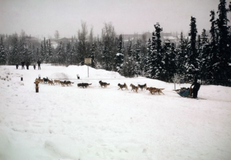 Starting Line-1974 Iditarod Race ca. March 1974