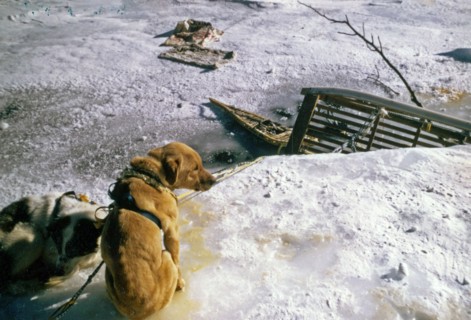 Lolly Medley's sled fallen through ice, near Rohn River ca. March 1974