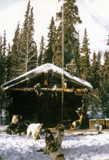 Sled dogs in front of Rohn River cabin Alaska ca. March 1974