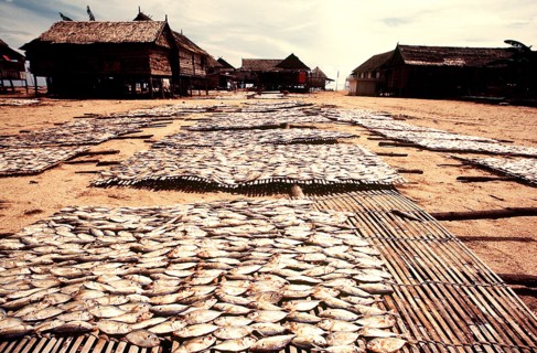 Drying racks filled with fish in a native village in Indonesia