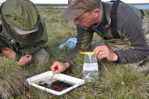 Sorting through invertebrates from a north slope lake of Alaska ca. July 2010