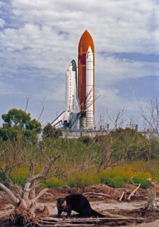 1992 - Endeavour, Orbiter Vehicle (OV) 105, roll out to KSC Launch Complex Pad 39B