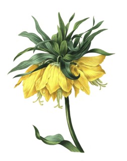 Fritillaria imperialis