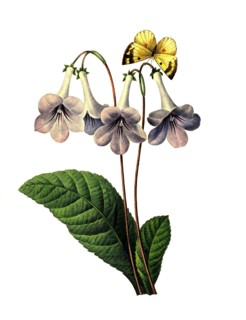 Gloxinia perennis is a species of tropical rhizomatous herbaceous flowering plant belonging to the family Gesneriaceae