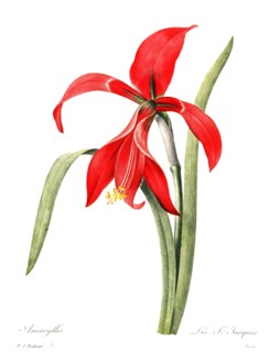 Amaryllis belladonna