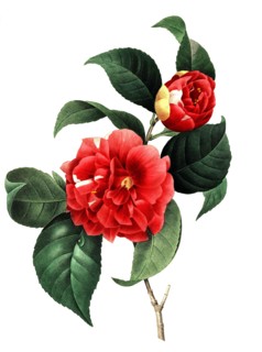 Camellia japonica