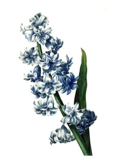 Hyacinthus orientalis