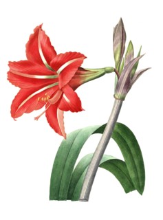 Amaryllidaceae