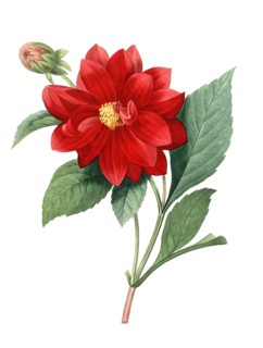 Dahlia flower