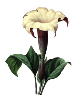 Datura stramonium