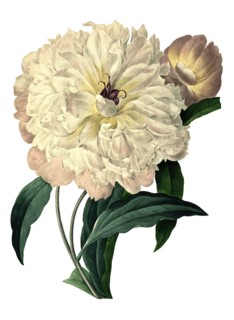 white Peony