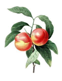 fruits of the peach tree