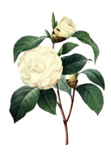 Camellia japonica