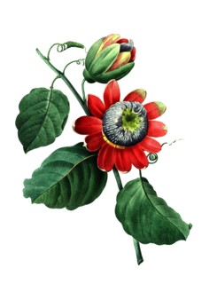 Passiflora alata