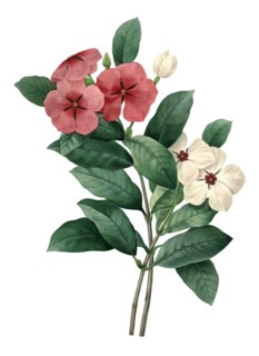 red blossoming Vinca