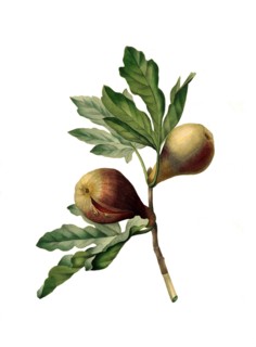 fig