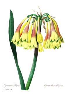 Cyrtanthus is a genus of perennial