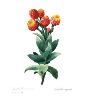 Gnaphalium is a genus of flowering plants in the sunflower family