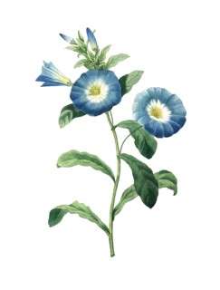 dwarf morning-glory