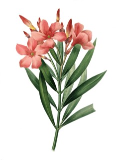 Nerium oleander