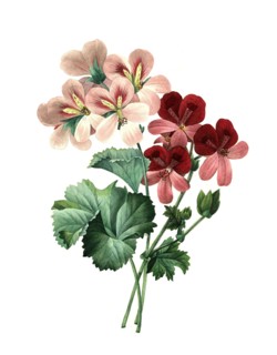Pelargonium