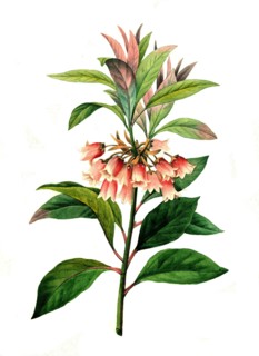 Enkianthus campanulatus