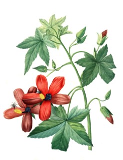 Hibiscus