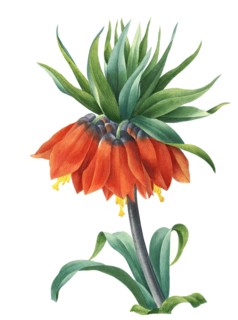 Fritillaria imperialis