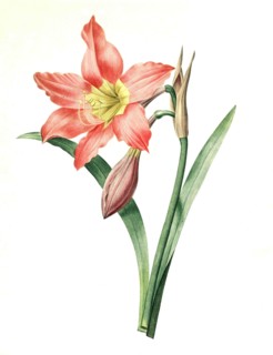 Amaryllis belladonna