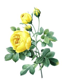 yellow blossoms of the Rose
