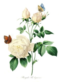 Bengal rose