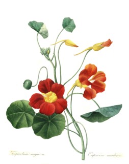 Tropaeolum majus